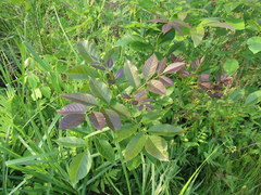 Fraxinus pennsylvanica subintegerrima
