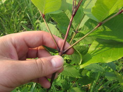 Fraxinus pennsylvanica subintegerrima