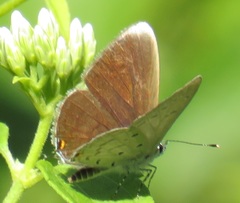 Eicochrysops hippocrates