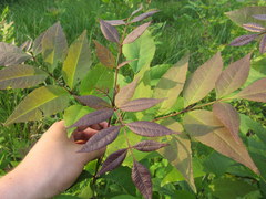Fraxinus pennsylvanica subintegerrima