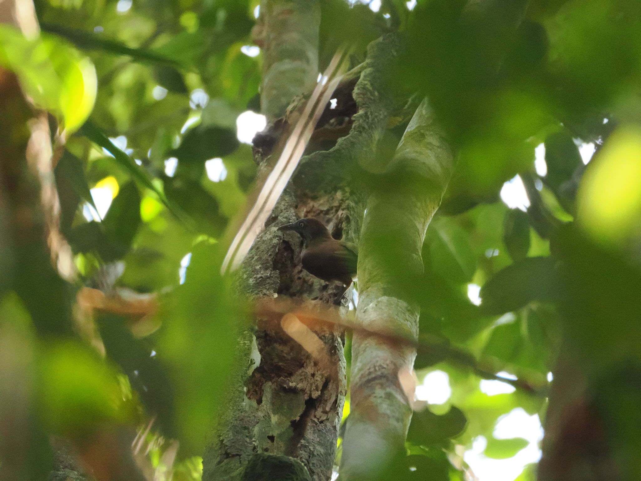 Chestnut-rumped Babbler (Stachyris maculata), photo 9