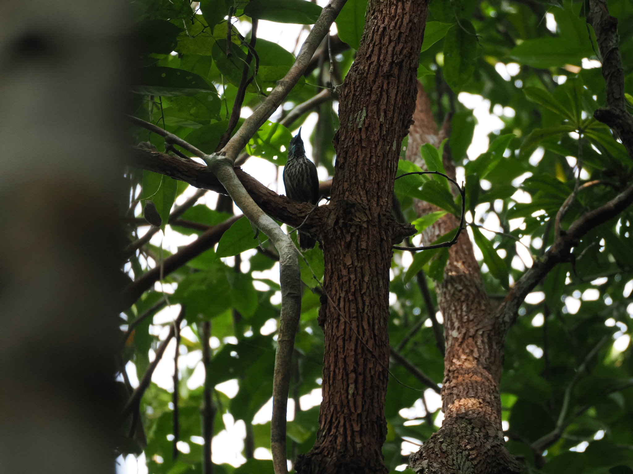 Chestnut-rumped Babbler (Stachyris maculata), photo 10