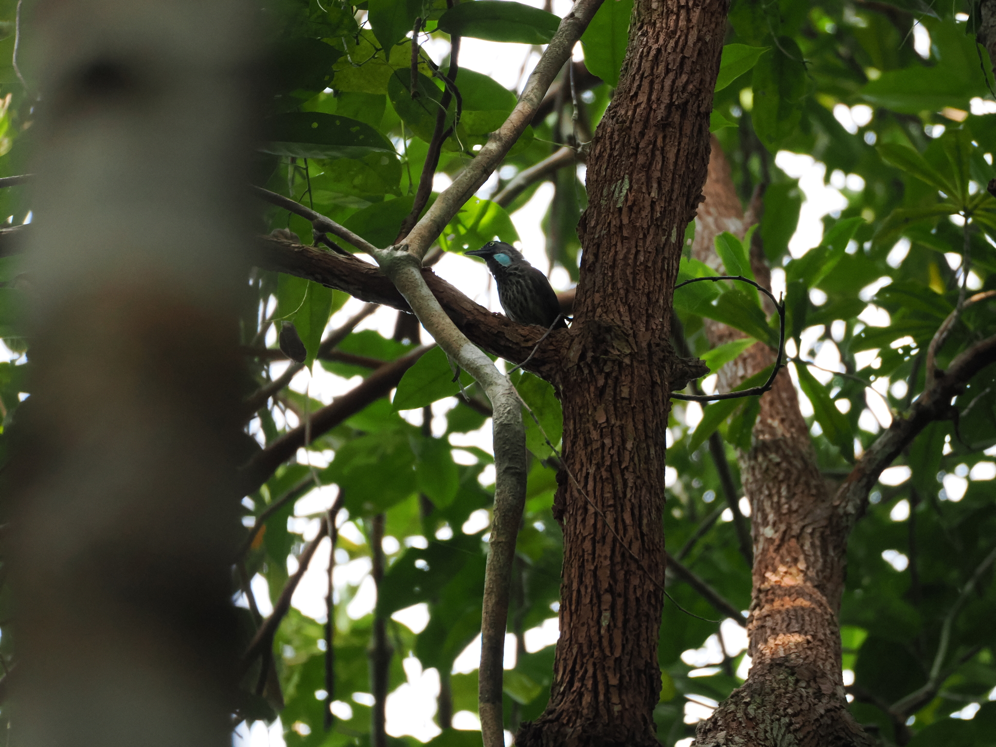 Chestnut-rumped Babbler (Stachyris maculata), photo 3