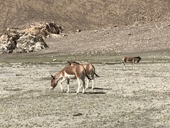 Equus kiang