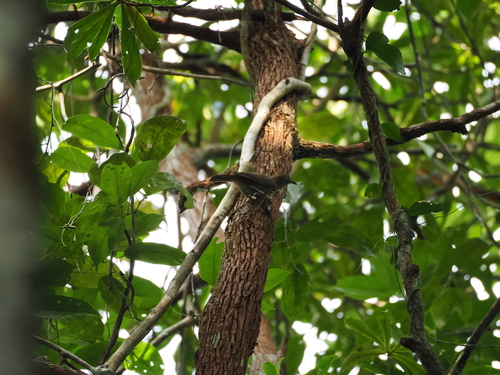 Chestnut-rumped Babbler (Stachyris maculata), photo 4