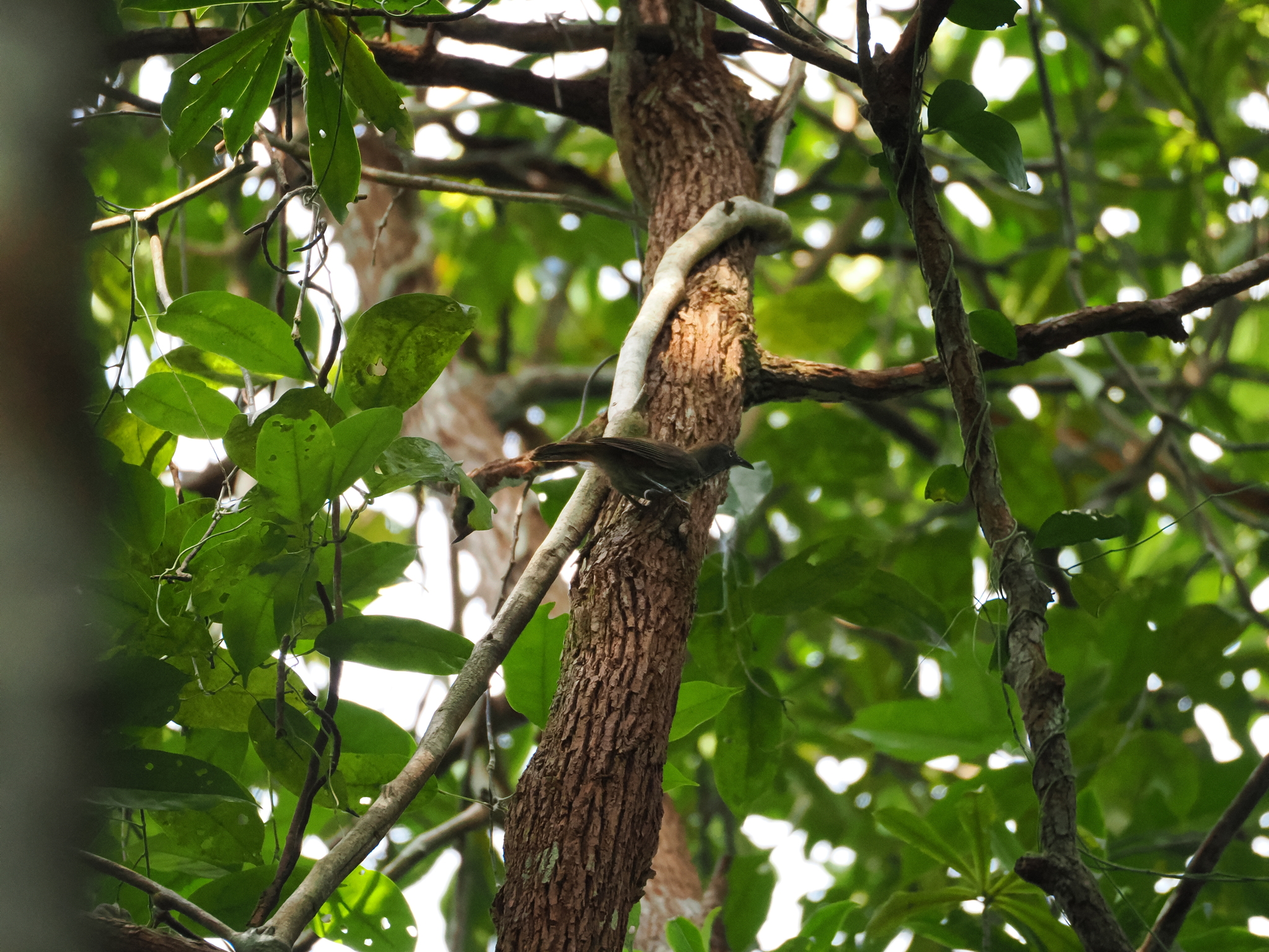 Chestnut-rumped Babbler (Stachyris maculata), photo 4