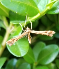 Platyptilia carduidactylus