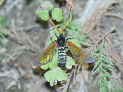 Isanthrene perboscii