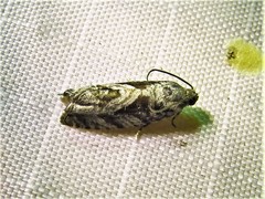 Cydia lacustrina