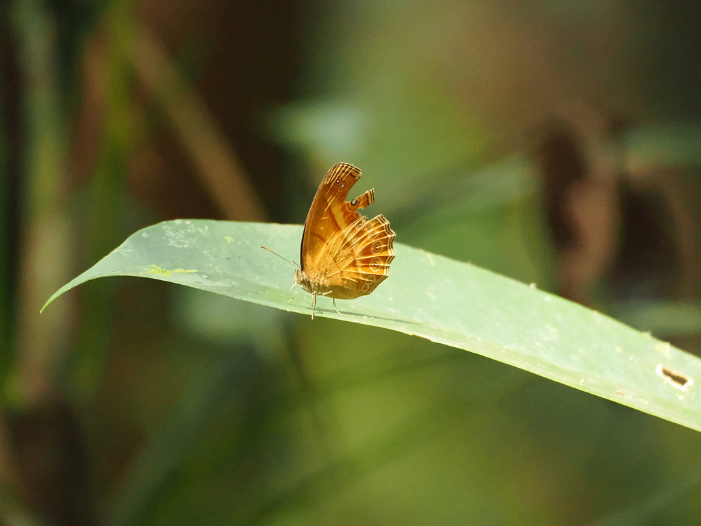Tawny Bushbrown (Mycalesis anapita)