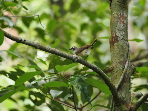 Grey-breasted Babbler (Malacopteron albogulare), photo 4