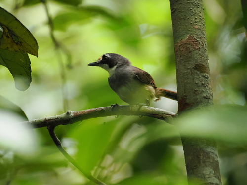 Grey-breasted Babbler (Malacopteron albogulare), photo 3