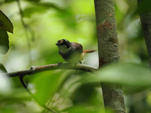 Grey-breasted Babbler (Malacopteron albogulare), photo 2