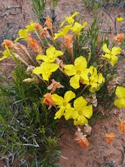 Calylophus