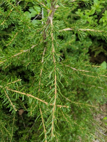 Western hemlock (Tsuga heterophylla)