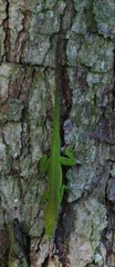 Anolis callainus