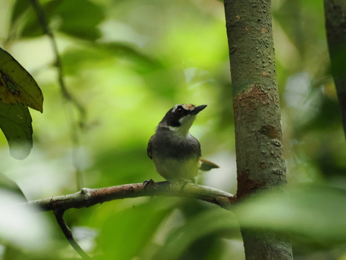 Grey-breasted Babbler (Malacopteron albogulare), photo 2