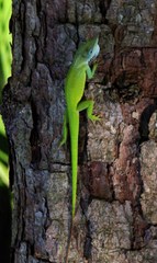 Anolis callainus