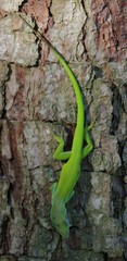 Anolis callainus