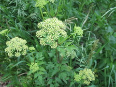 Thaspium chapmanii