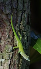 Anolis callainus