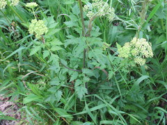 Thaspium chapmanii