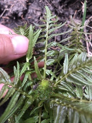 Pedicularis bracteosa