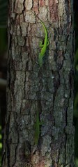 Anolis callainus