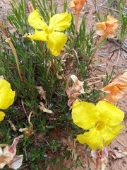 Calylophus