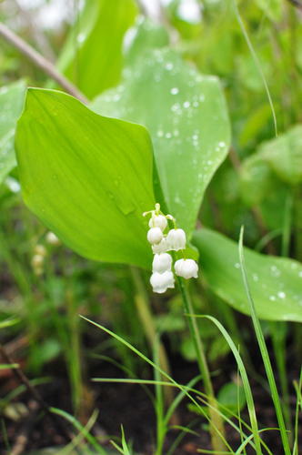 Image of Asian Lily-Of-The-Valley (Convallaria keiskei) by no rights reserved