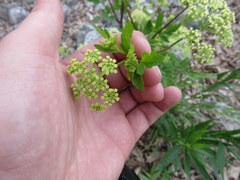 Thaspium chapmanii