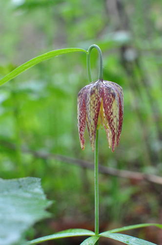 Image of Fritillaria maximowiczii by no rights reserved