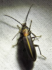 Oxycopis mimetica