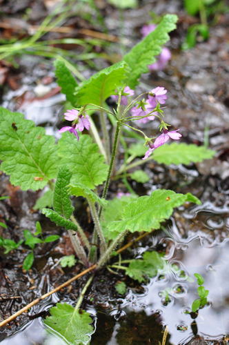 Primula sieboldii (Primula sieboldii)