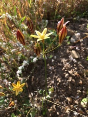 Triteleia ixioides ixioides