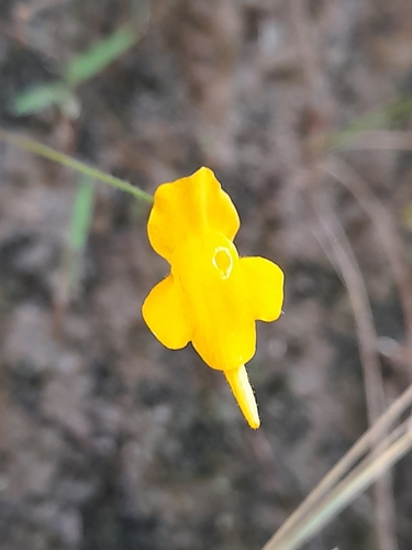 Genlisea aurea (Genlisea aurea)