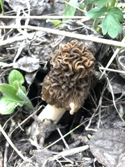 Gyromitra esculenta
