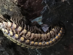 Nyssodesmus python