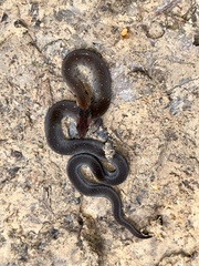 Amazon Tropical Forest Snake