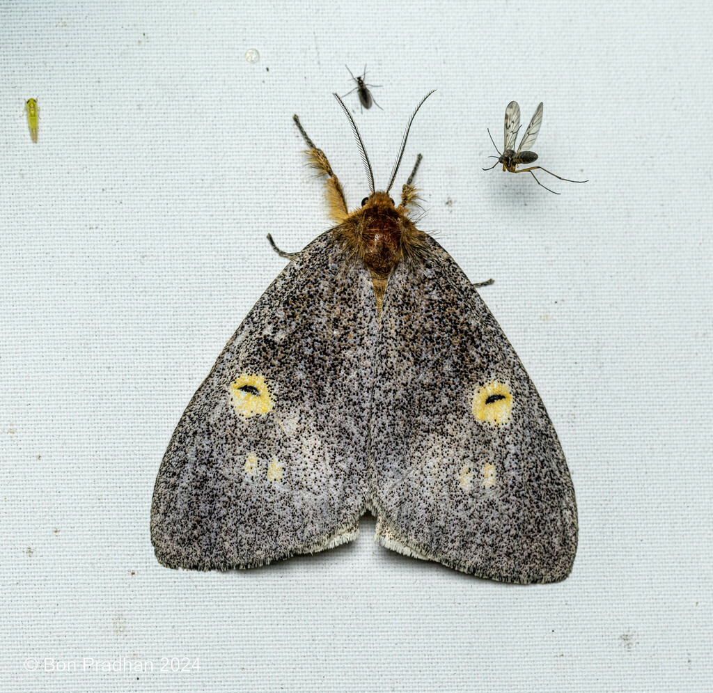 Dewy Tussock Moth