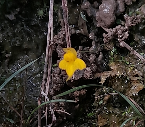 Image of Utricularia pusilla by (c) Rafael Silva, some rights reserved (CC BY-SA)