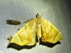 Eulithis gracilineata