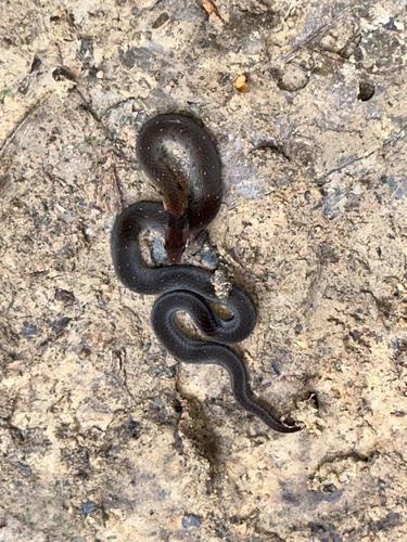 Amazon Tropical Forest Snake