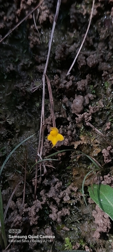 Image of Utricularia pusilla by (c) Rafael Silva, some rights reserved (CC BY-SA)