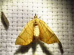 Eulithis gracilineata
