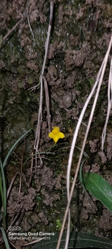 Image of Utricularia pusilla by (c) Rafael Silva, some rights reserved (CC BY-SA)