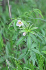 Anemonastrum dichotomum