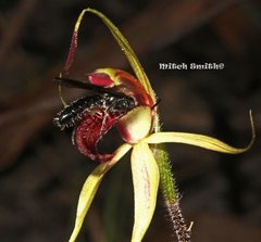 Caladenia australis
