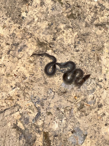 Amazon Tropical Forest Snake