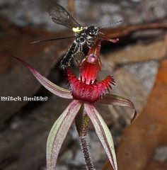 Caladenia australis